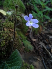 Streptocarpus polyanthus comptonii