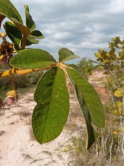 Vitex waterlotii image