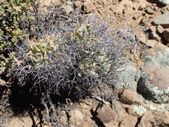 Tylecodon reticulatus