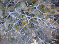 Tylecodon reticulatus