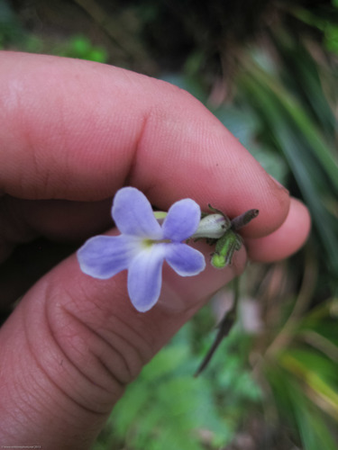 Streptocarpus polyanthus ssp. comptonii