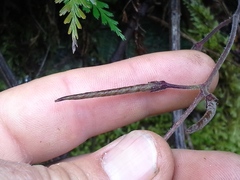 Streptocarpus polyanthus comptonii