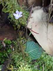 Streptocarpus polyanthus comptonii