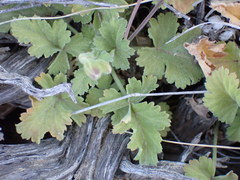 Pelargonium stipulaceum