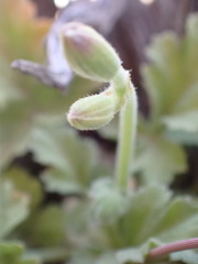 Pelargonium stipulaceum