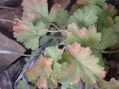 Pelargonium stipulaceum