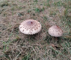 Macrolepiota procera