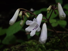 Streptocarpus wilmsii