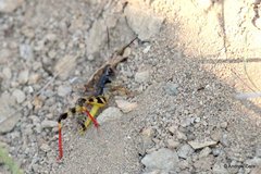 Boopedon flaviventris