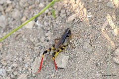 Boopedon flaviventris