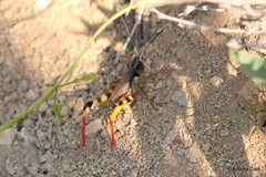 Boopedon flaviventris