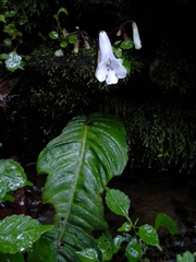 Streptocarpus wilmsii