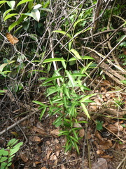 Syzygium subcrenatum