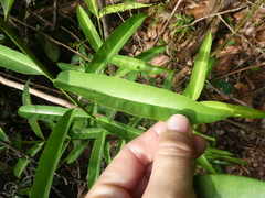 Syzygium subcrenatum