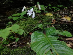Streptocarpus wilmsii