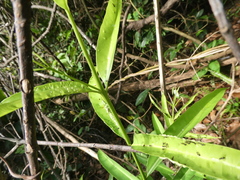 Syzygium subcrenatum
