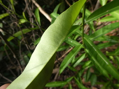 Syzygium subcrenatum
