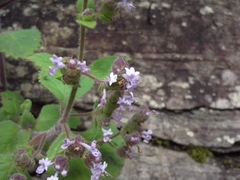 Aeollanthus buchnerianus