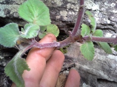 Aeollanthus buchnerianus