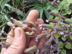 Aeollanthus buchnerianus