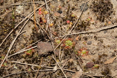 Drosera platystigma