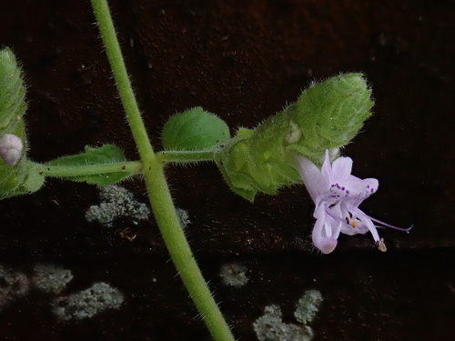 Image of Aeollanthus buchnerianus by no rights reserved