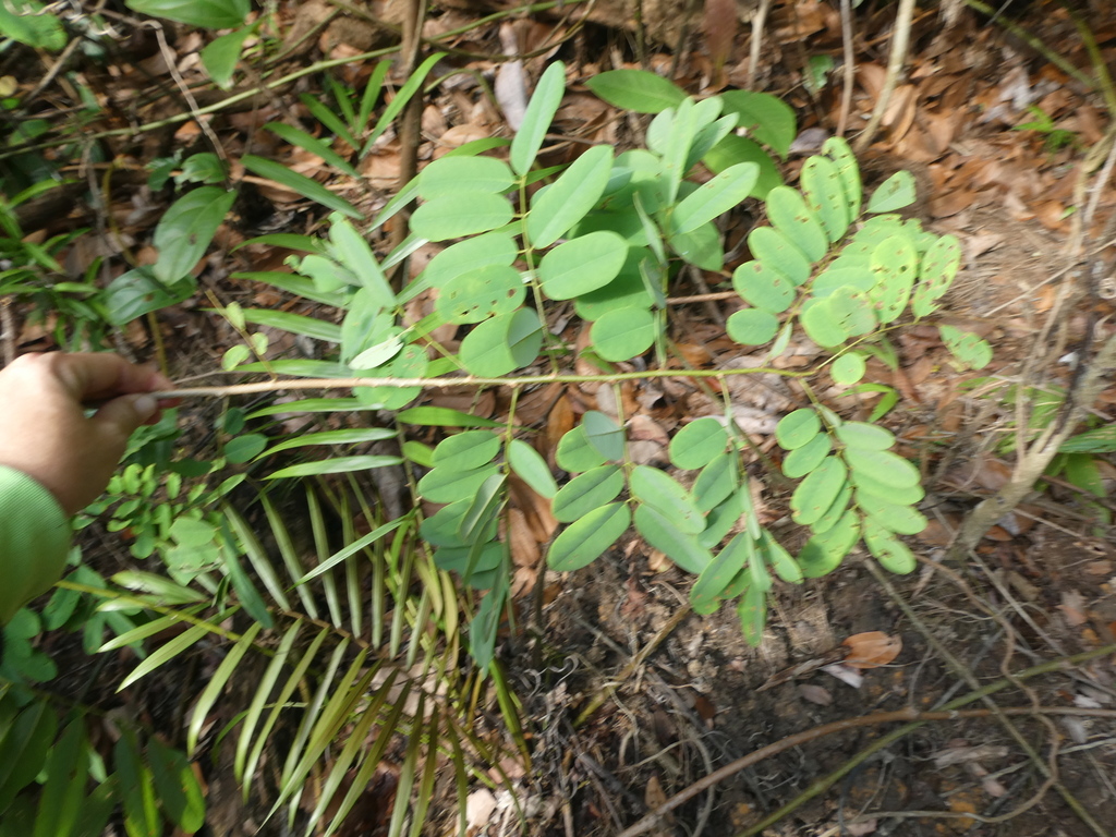 Dalbergia velutina