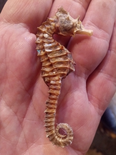 Short-snouted seahorse (Hippocampus hippocampus) — Syngnathidae — 5