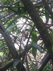 Pitangus sulphuratus