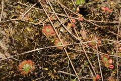 Drosera platystigma