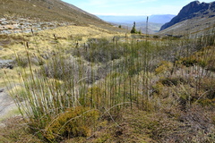 Askidiosperma insigne