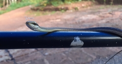 Dendrelaphis girii