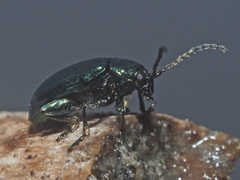Altica oleracea