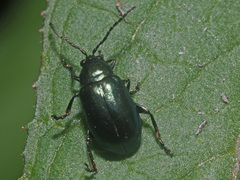 Altica oleracea