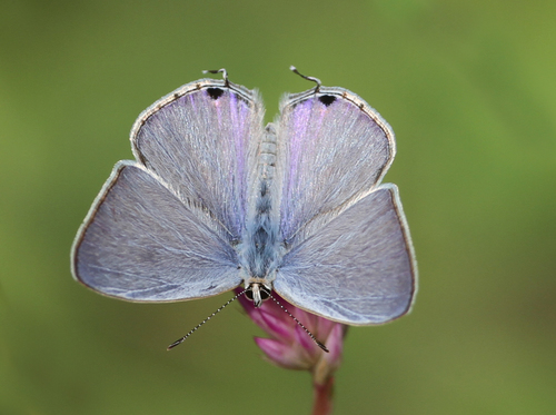 Catochrysops strabo