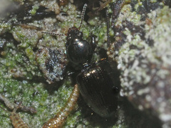 Dyschirius