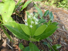 Coelospermum truncatum