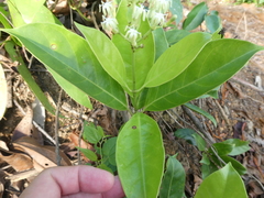 Coelospermum truncatum