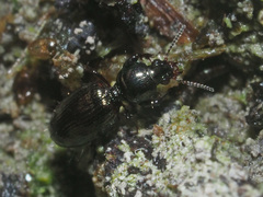 Dyschirius