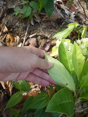 Coelospermum truncatum