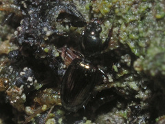 Dyschirius