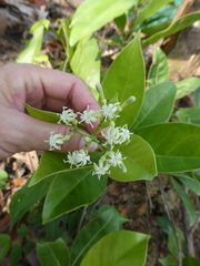 Coelospermum truncatum