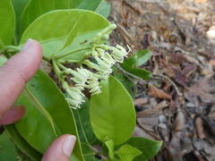 Coelospermum truncatum