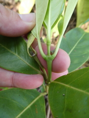 Coelospermum truncatum