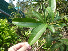 Ixonanthes icosandra