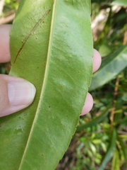 Ixonanthes icosandra