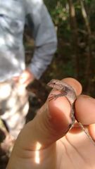 Sceloporus chrysostictus