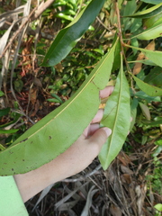 Ixonanthes icosandra