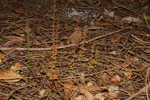 Drosera platypoda