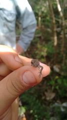 Sceloporus chrysostictus